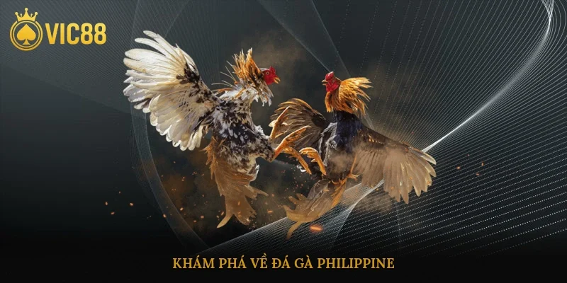 Khám phá về đá gà philippine