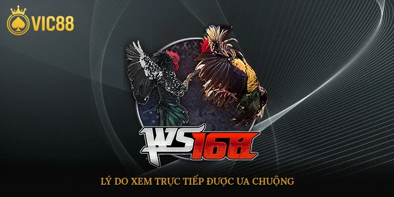 Trực Tiếp Đá Gà Thomo Hôm Nay – Cuồng Nhiệt Từng Giây Đấu 3 Lý do xem trực tiếp được ưa chuộng