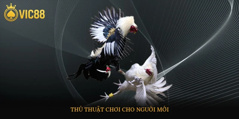 Thủ thuật chơi cho người mới