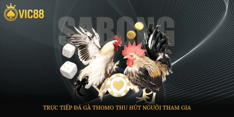 Trực Tiếp Đá Gà Thomo Hôm Nay – Cuồng Nhiệt Từng Giây Đấu 2 Trực tiếp đá gà thomo thu hút người tham gia