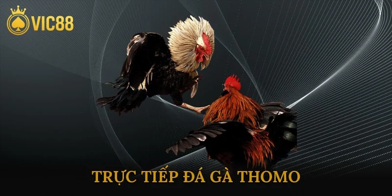 Trực Tiếp Đá Gà Thomo